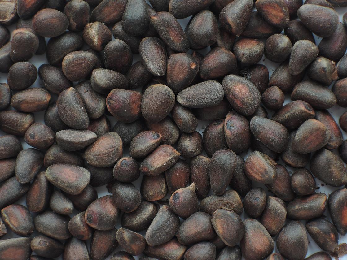 Состав и польза кедровых орехов