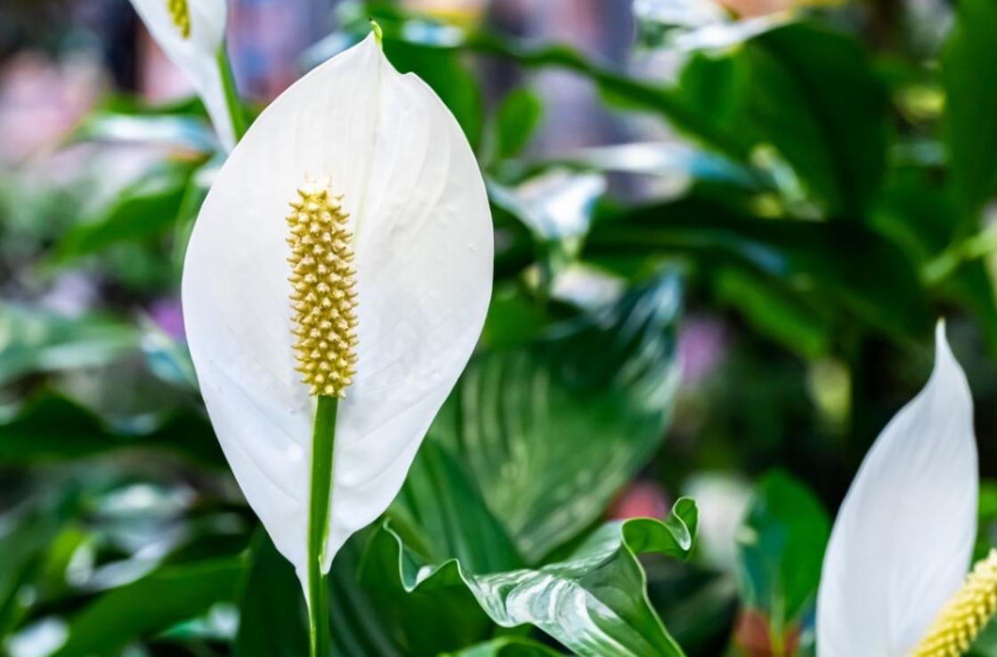 Спатифиллум: приметы и энергетическая сила цветка женского счастья Общие приметы, кому и как дарить спатифиллум