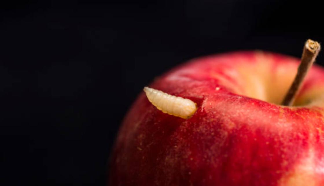 Сонник Хассе