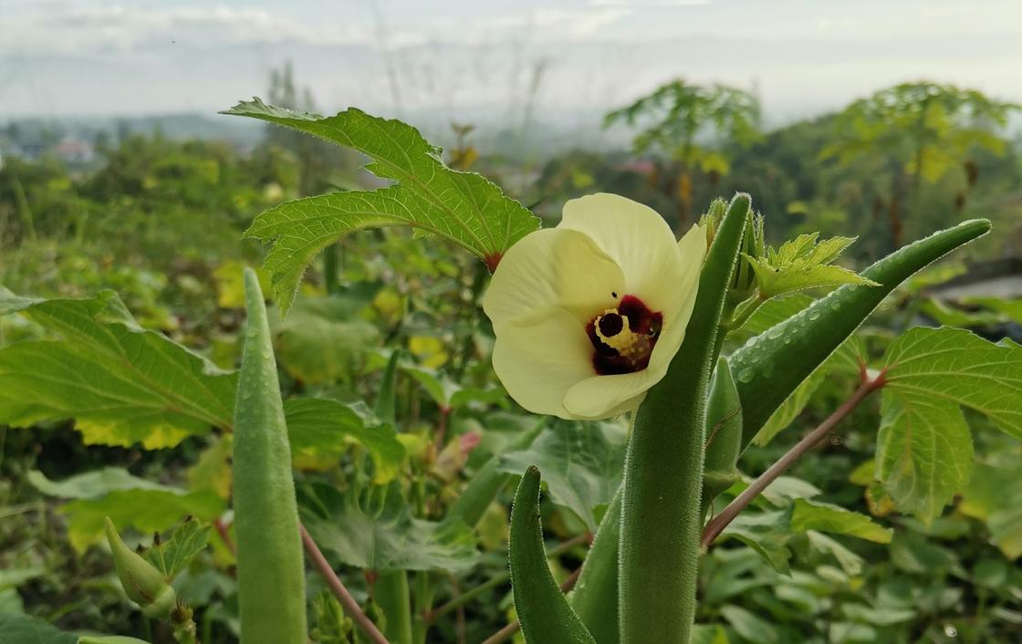 Бамия раскрываем особенности овоща и способы его вкусной готовки Родина бамии — Африка