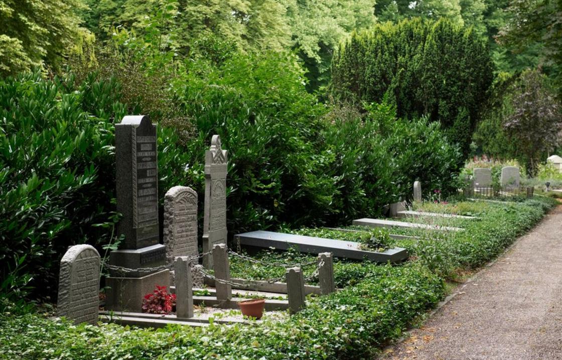 Туя: магия вечнозелёного дерева и его лечебные свойства Почему растение считают деревом смерти