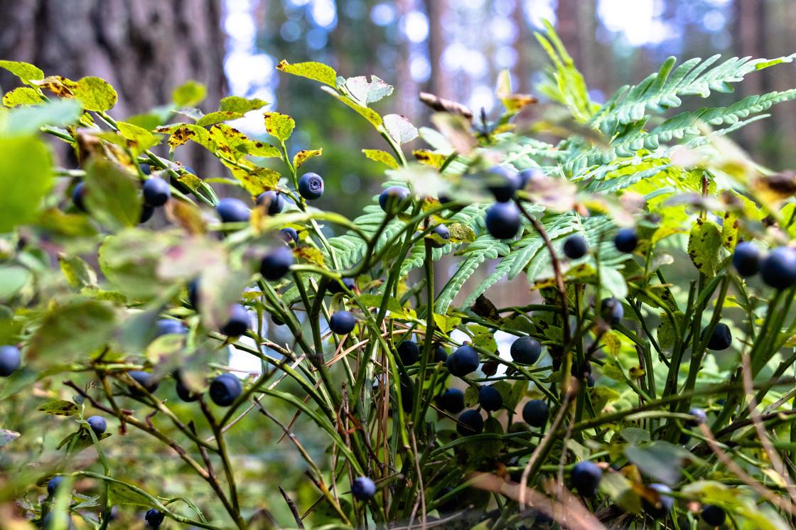 Особенности применения черники