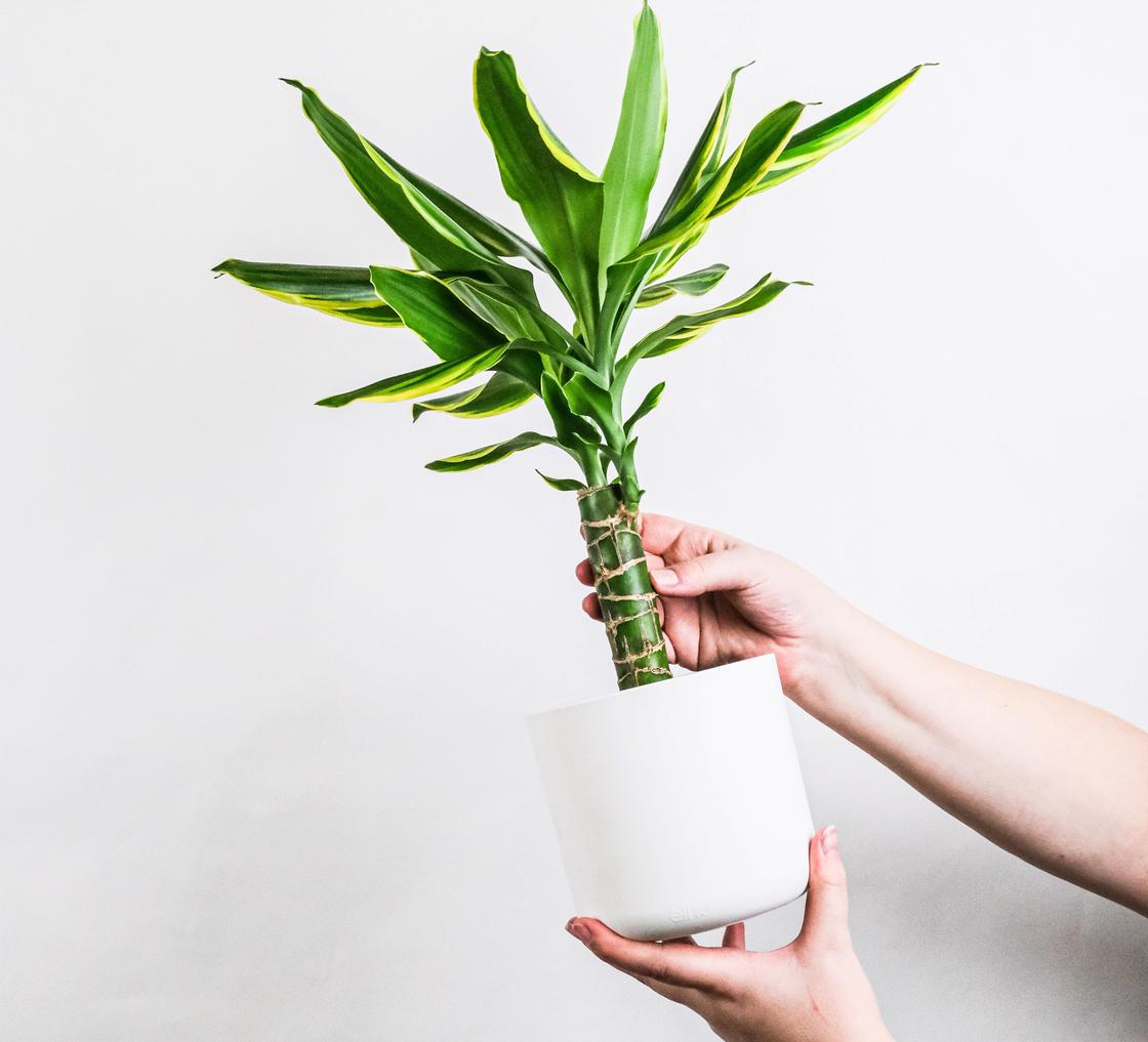 Драцена Сандера