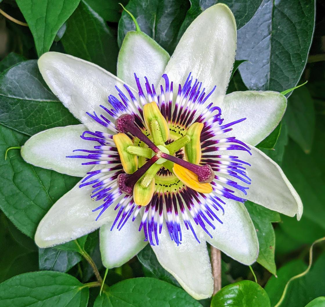 Описание, состав и польза маракуйи