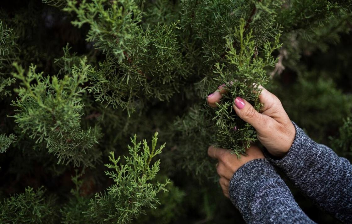 Туя: магия вечнозелёного дерева и его лечебные свойства Приметы и магические свойства туи