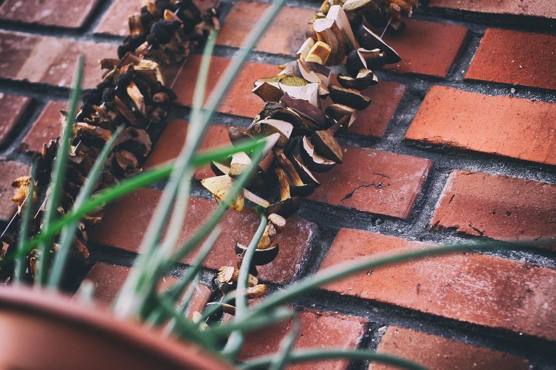 Сушка белых грибов