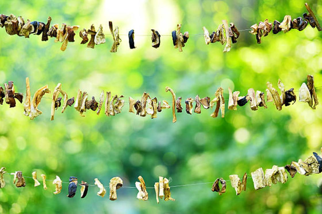 Сушка грибов изучаем способы сохранить урожай на долгую зиму Как сушить грибы на нитке