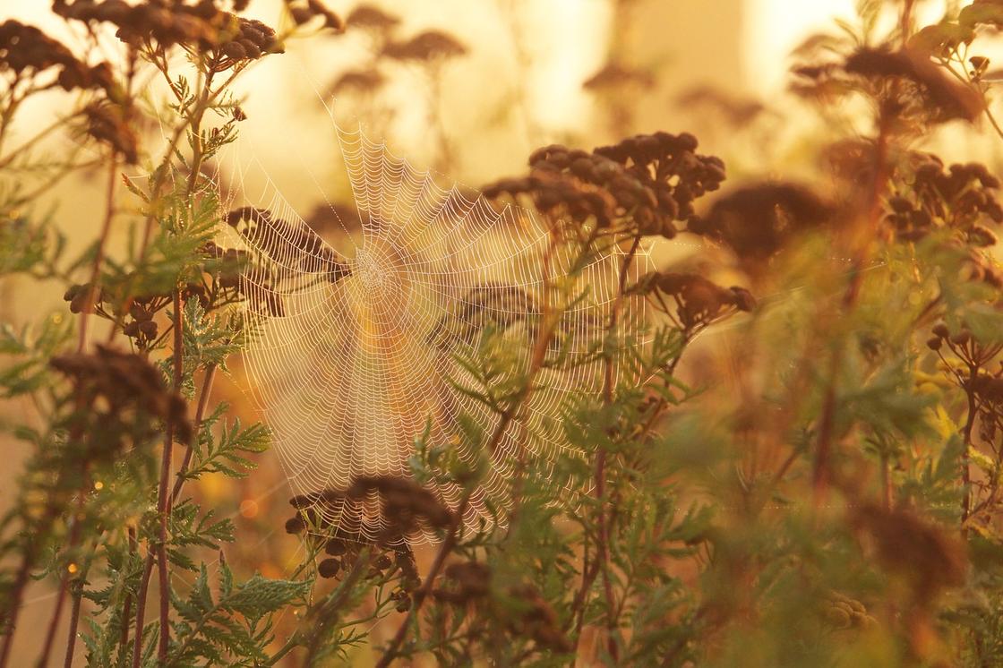 Какую пору называют бабьим летом