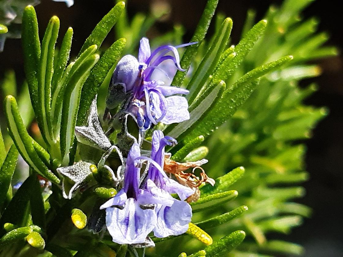 Розмарин изучаем способы применения пряности и раскрываем ее аромат Как выглядит и где применяется розмарин