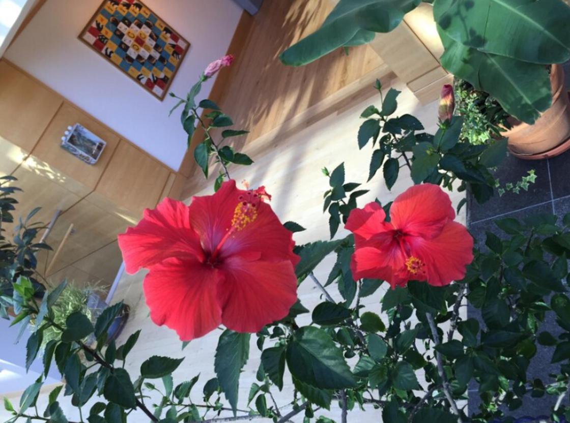 Цветок жизни и смерти