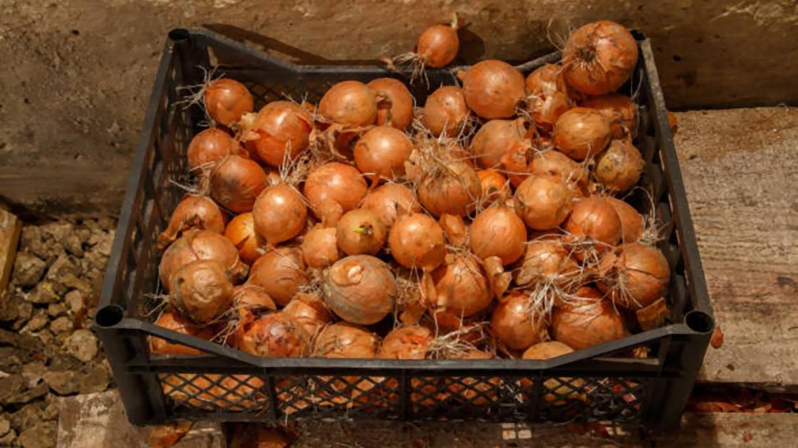 Где лучше хранить лук