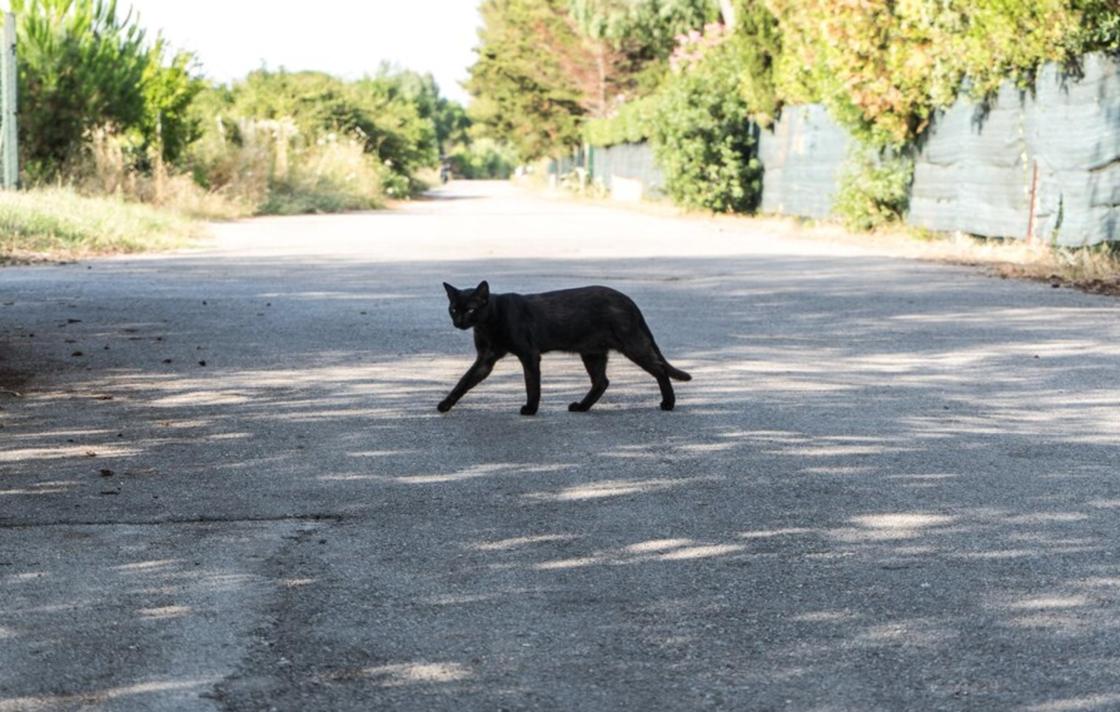 Черная кошка — к несчастью