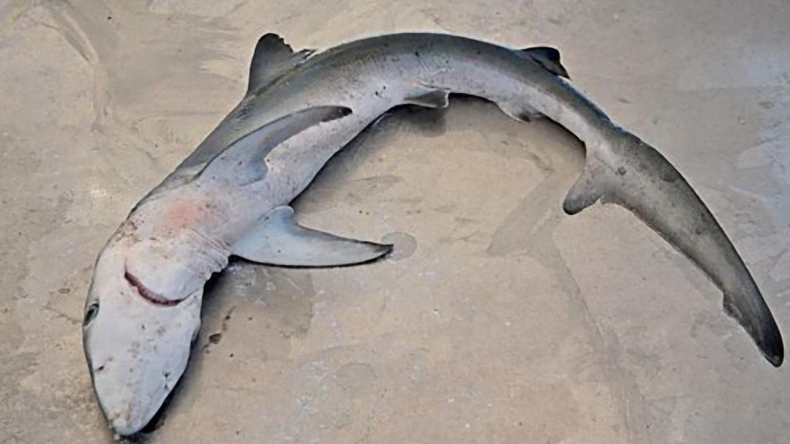 Как готовят и едят хаукарль