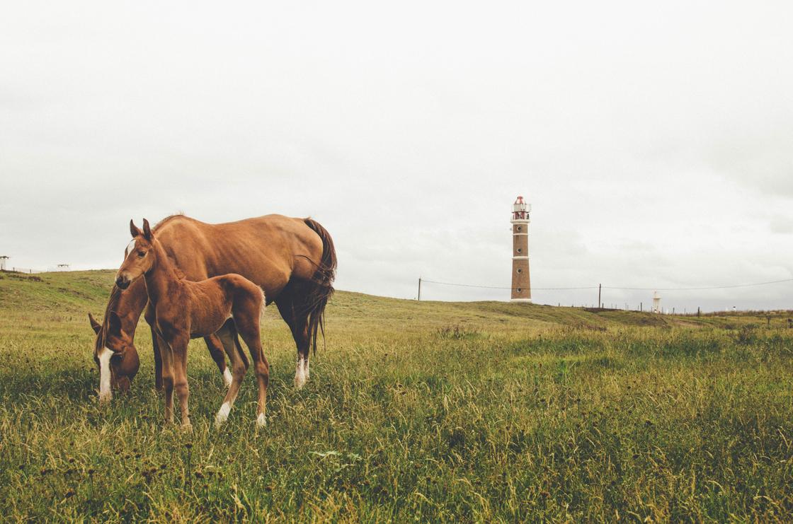 Сонник Юноны