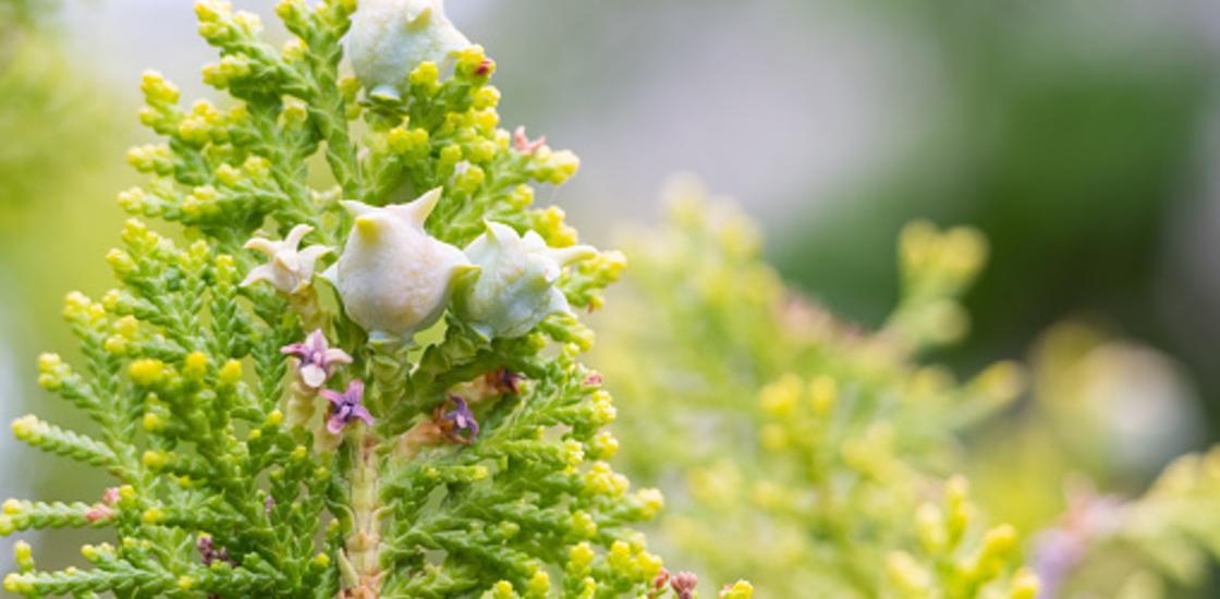 Происхождение имени Карина, что означает