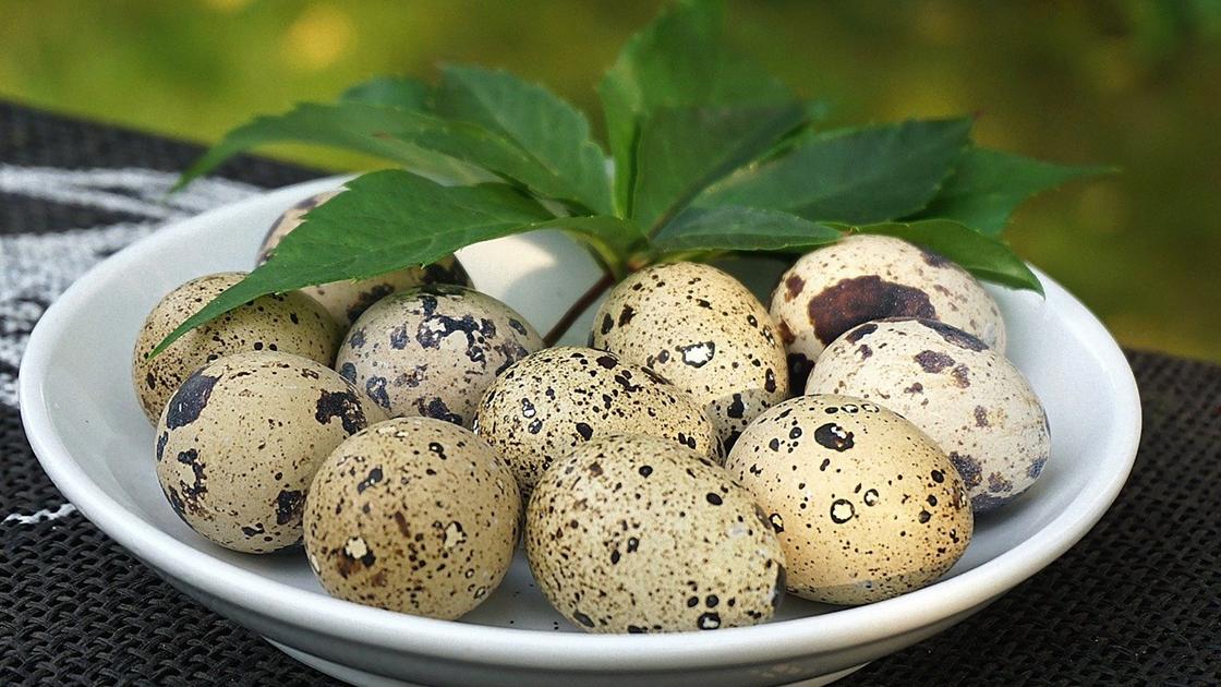 Как варить перепелиные яйца: точное время и советы Как готовить перепелиные яйца в микроволновке