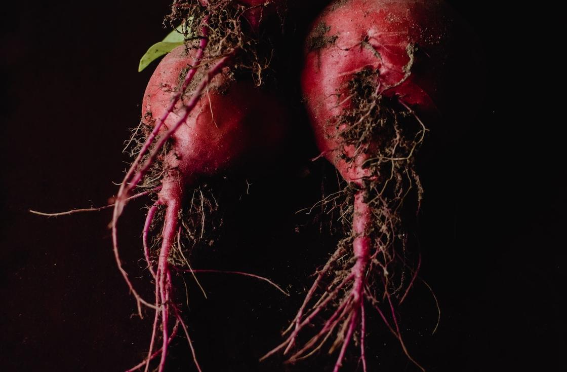 Сбор моркови и свёклы: сроки и советы по хранению Когда убирать свеклу и как ее хранить