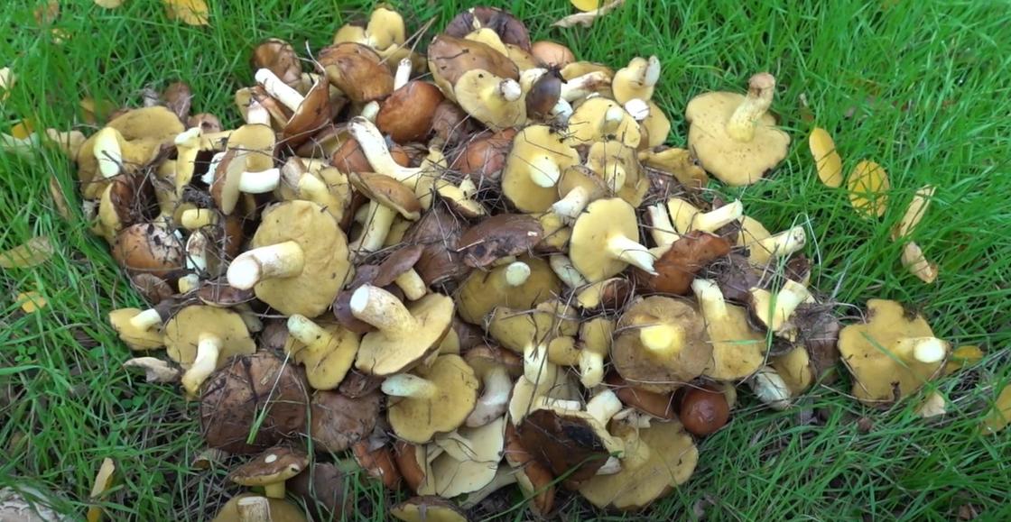 Как обрабатывать маслята и что из них приготовить