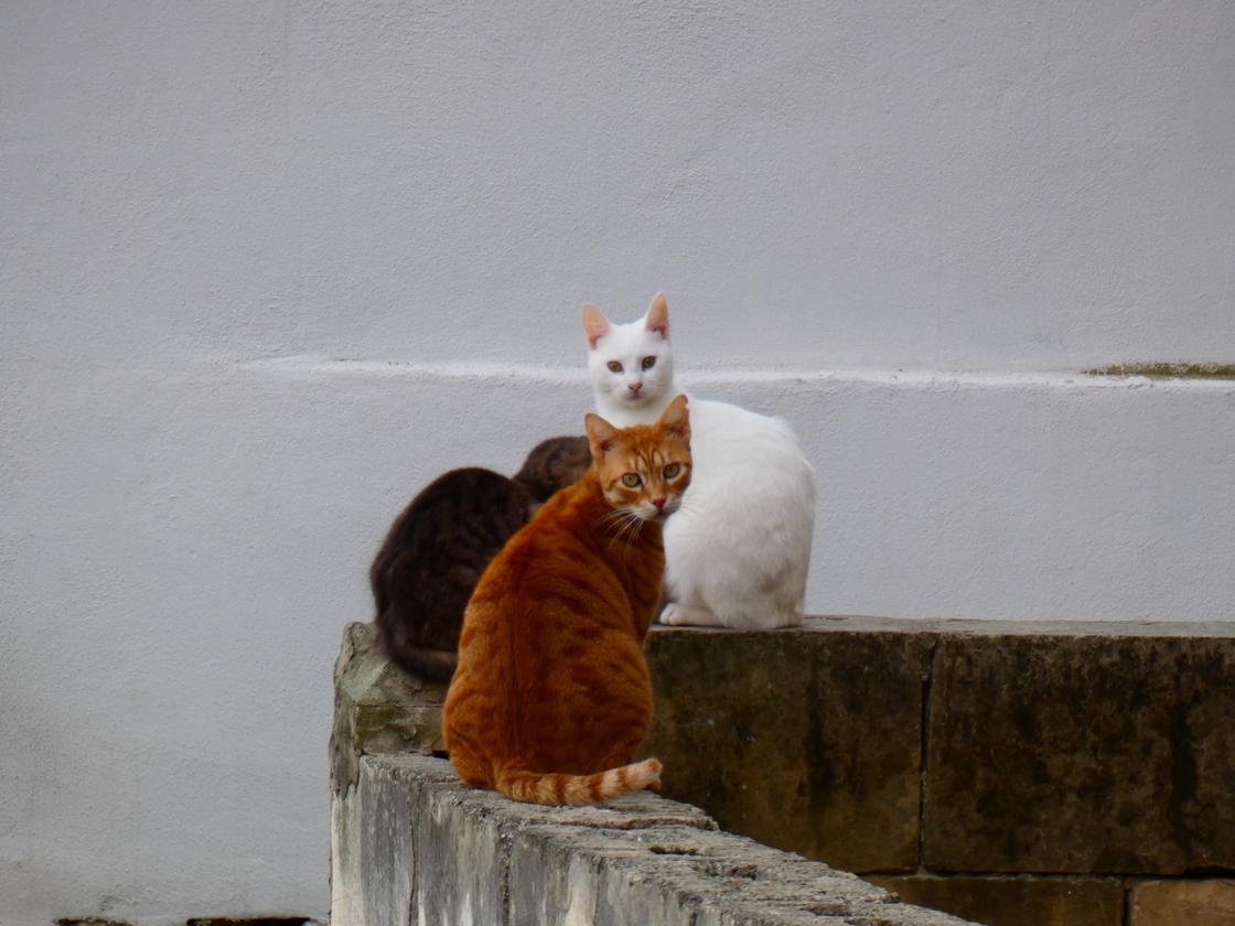 К чему снятся пушистые коты: трактовки по десяти сонникам Сонник Дениз Линн