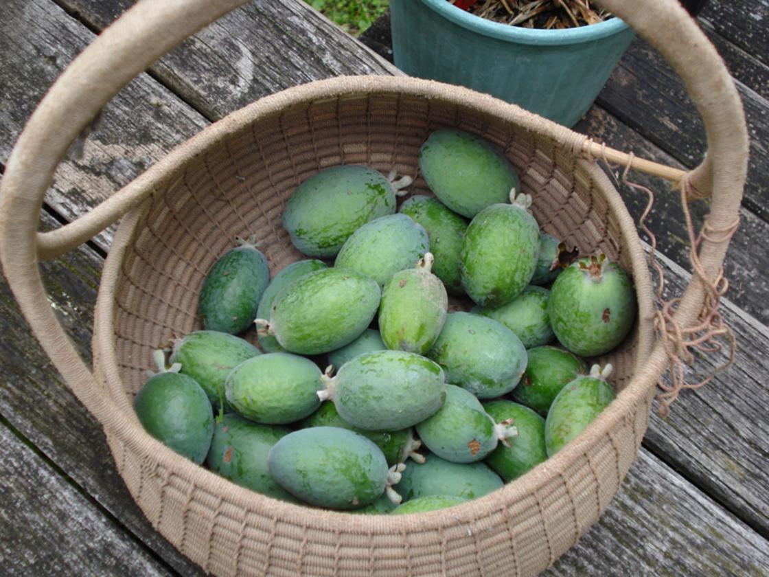 Что такое фейхоа, где растет и в чем польза плода