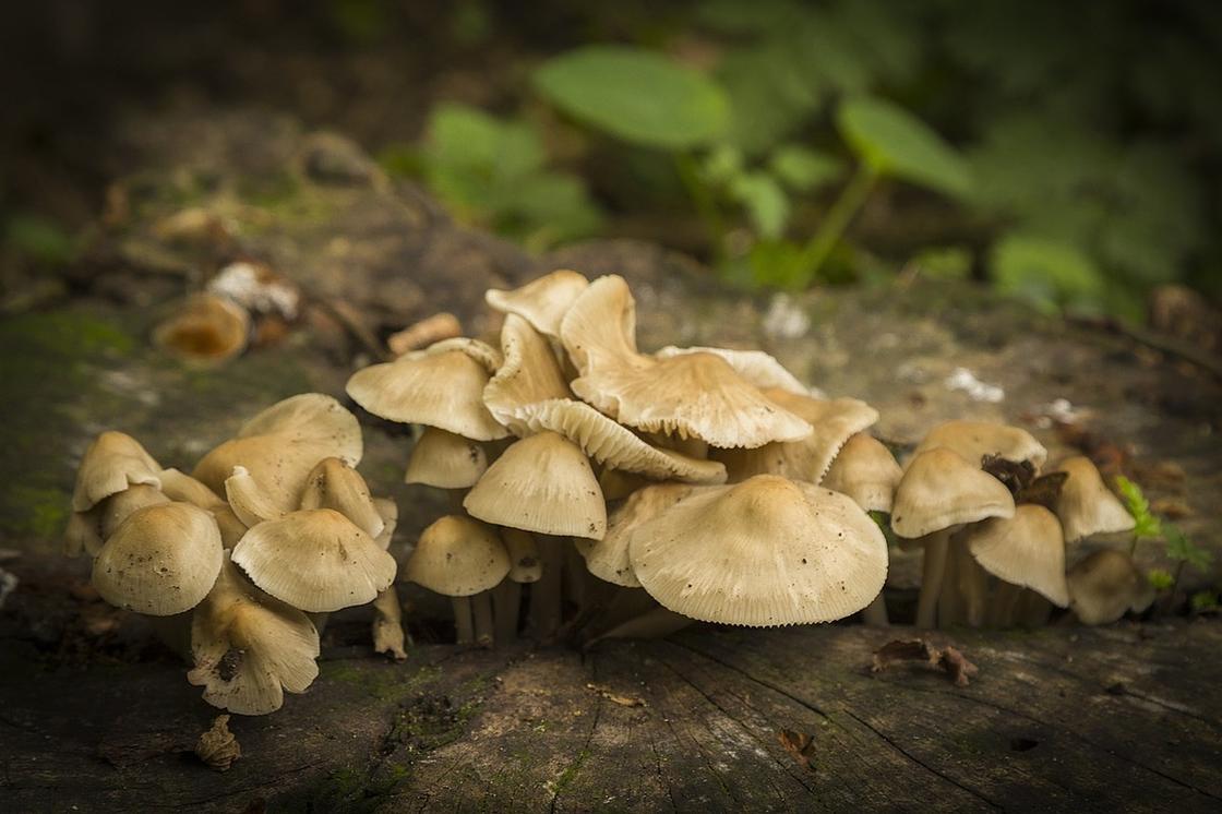 Собирайте только знакомые грибы