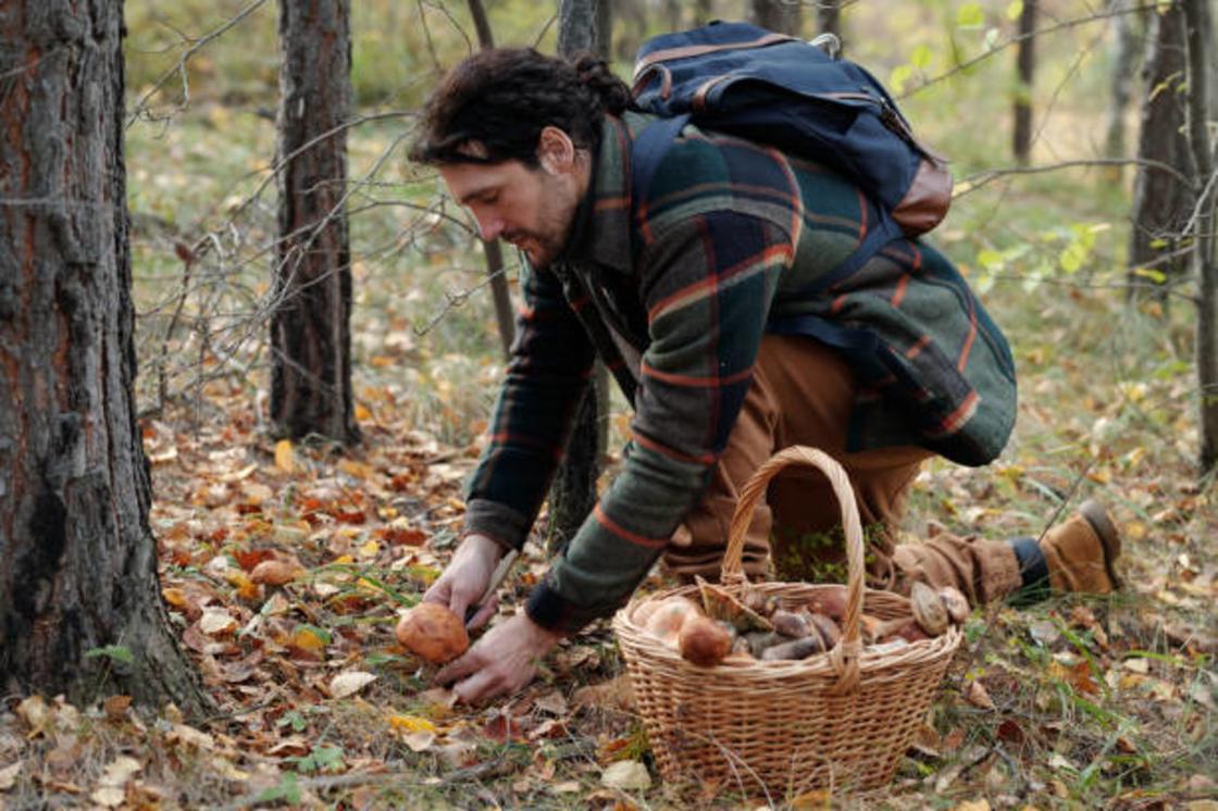 Где найти и как собирать маслята