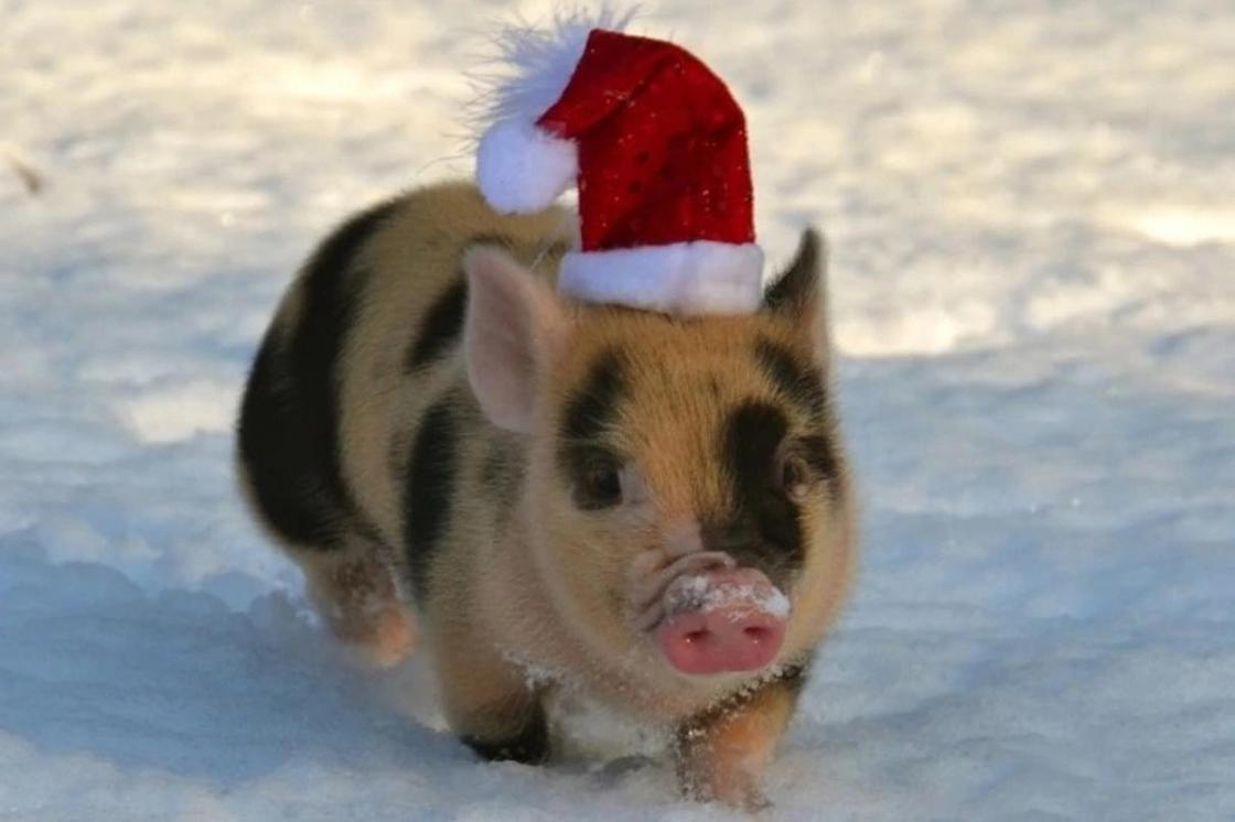 Как 2025 год под покровительством Свиньи влияет на судьбу и жизненные перемены 2019 год кого по китайскому календарю