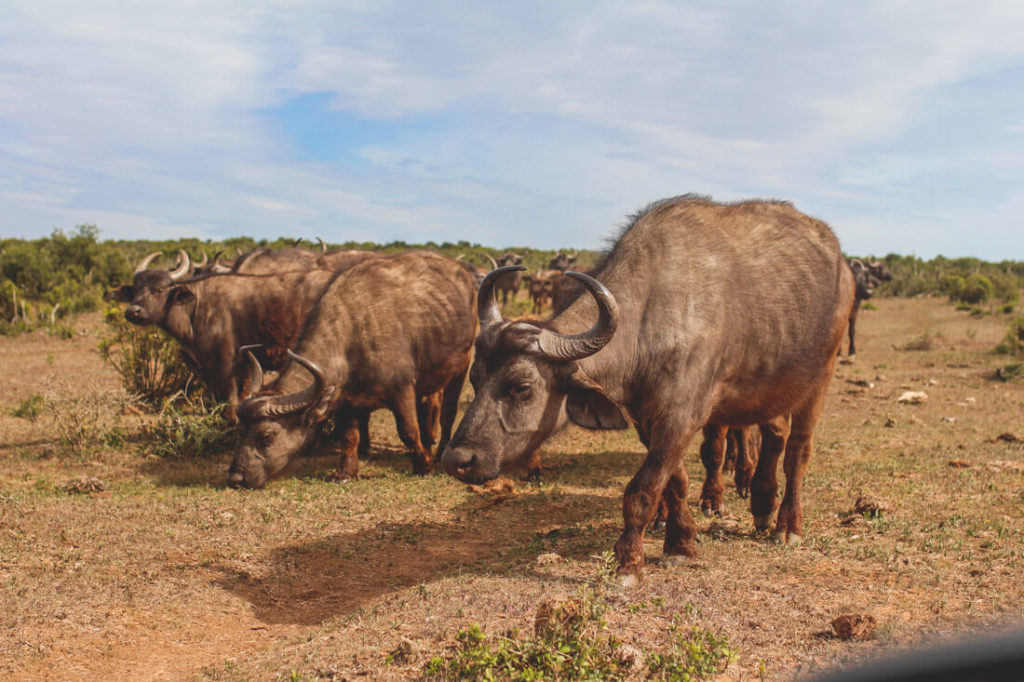 Addo-Elephant-Park-South Africa-Buffalo-Familie