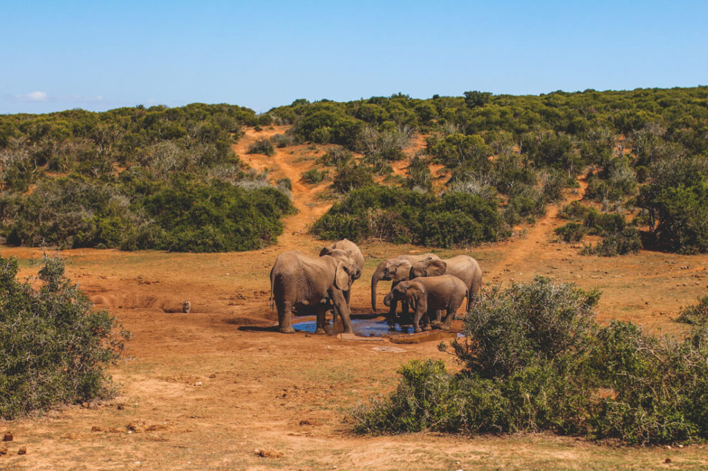 Addo-Elephant-Park-Suedafrika-Elefanten-Familie