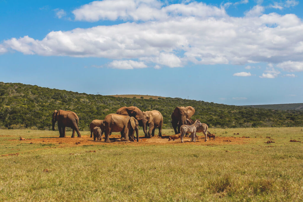 Addo-Elephant-Park-Suedafrika-Elefantenherde-Wasserloch