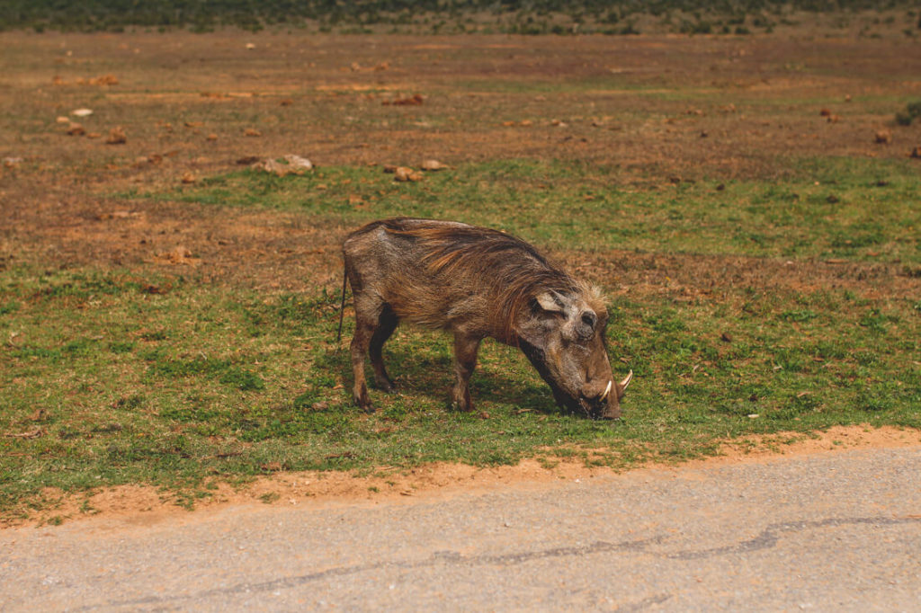Addo-Elephant-Park-Suedafrika-Warzenschwein