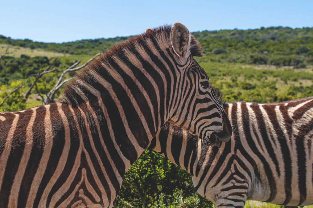 Addo-Elephant-Park-Suedafrika-Zebras-1