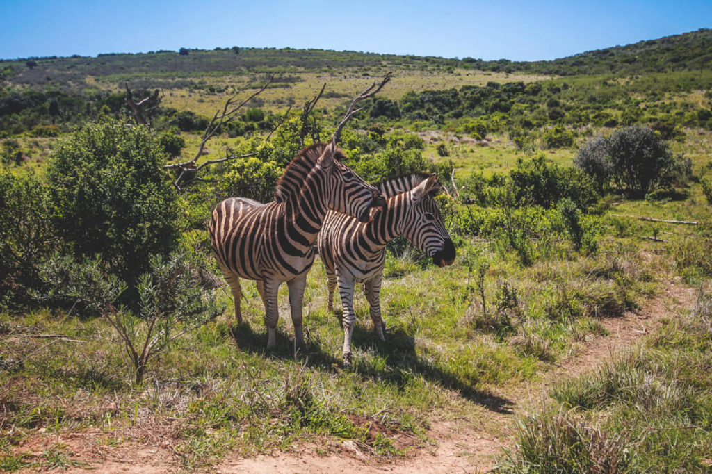 Addo-Elephant-Park-Suedafrika-Zebras