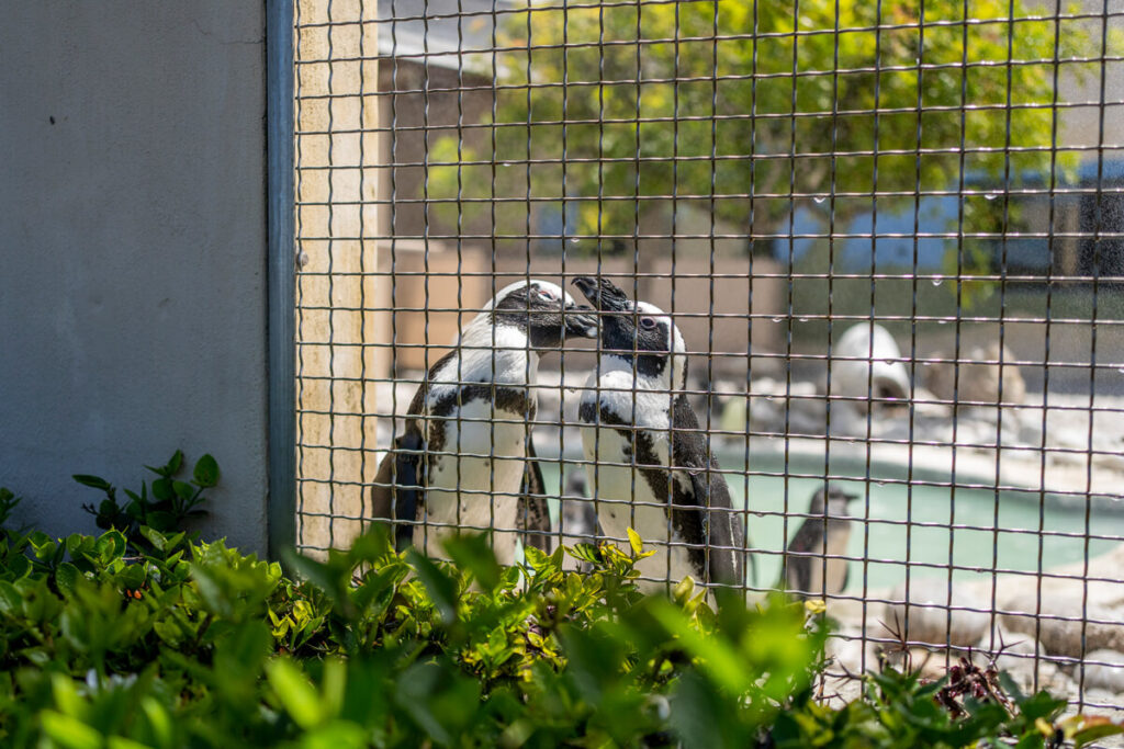 African Penguin Seabird Sanctuary