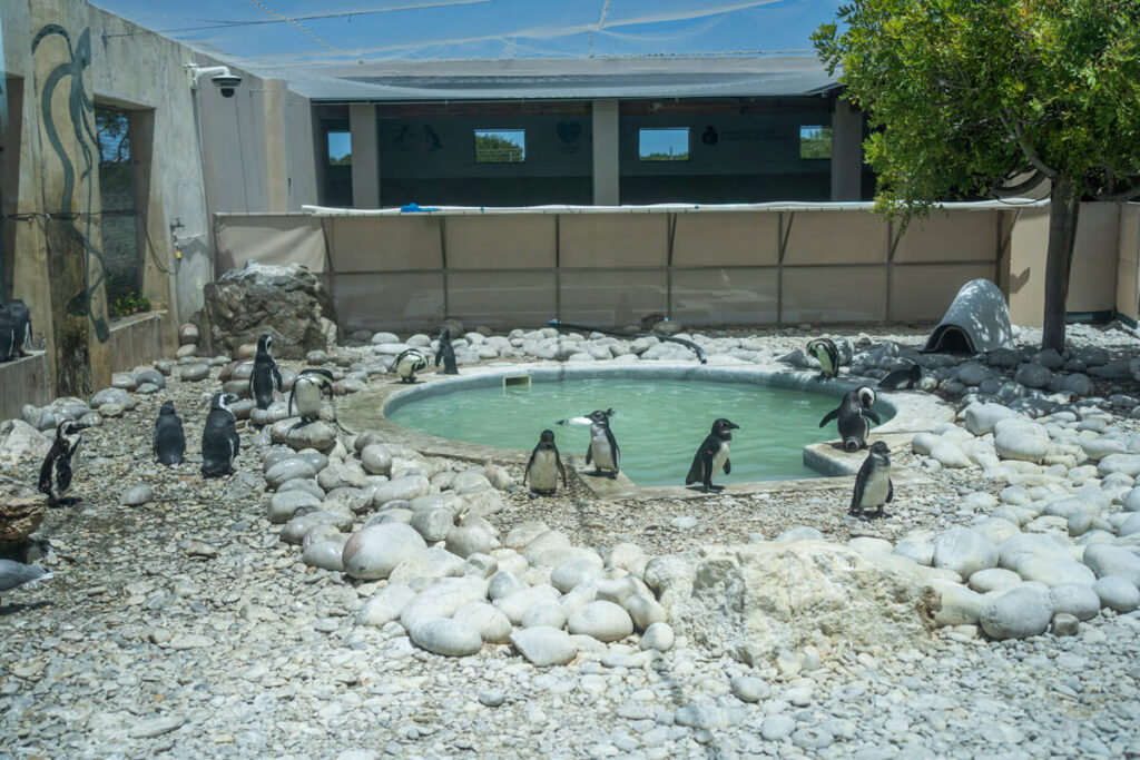 African Penguin Seabird Sanctuary
