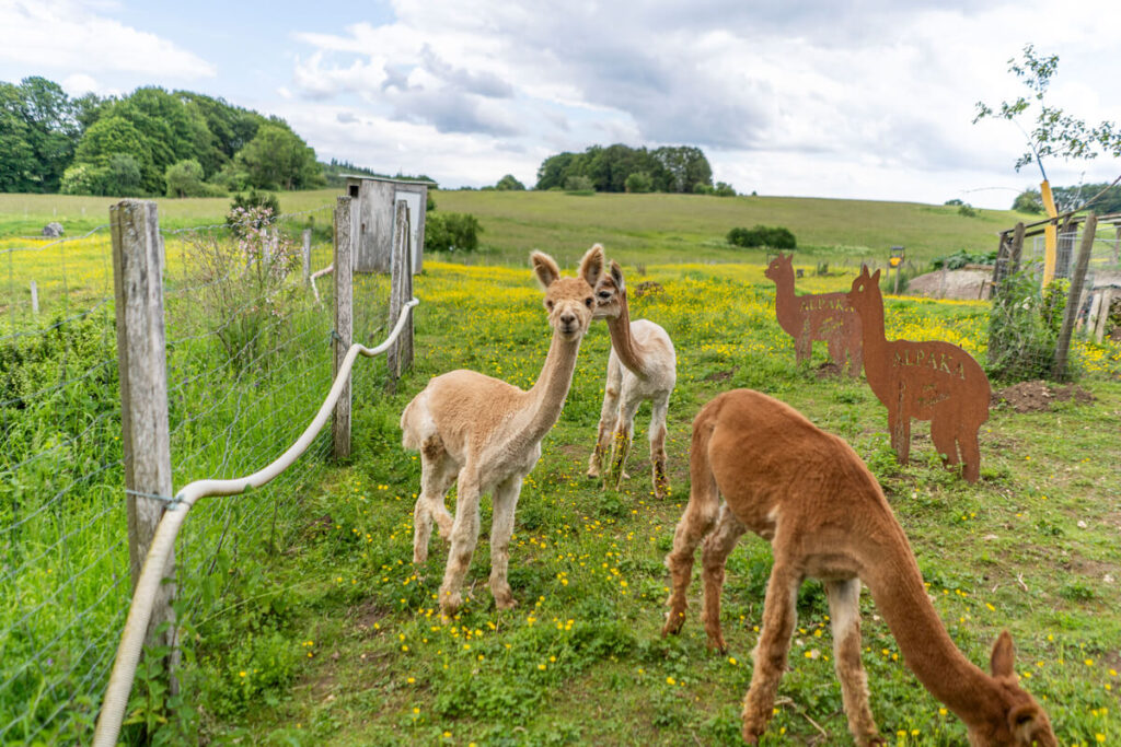 Alpaka Farm Sontheim