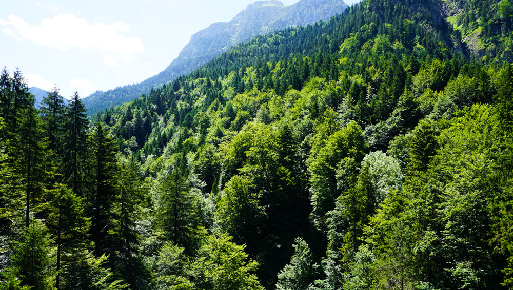 Alpen-Wald-Hohenschwangau-Tegelberg