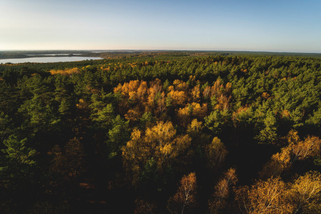 Aussicht-Kaeflingsbergturm-Mueritz-Nationalpark-Herbst