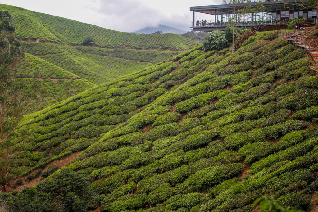 BOH Tea Plantation