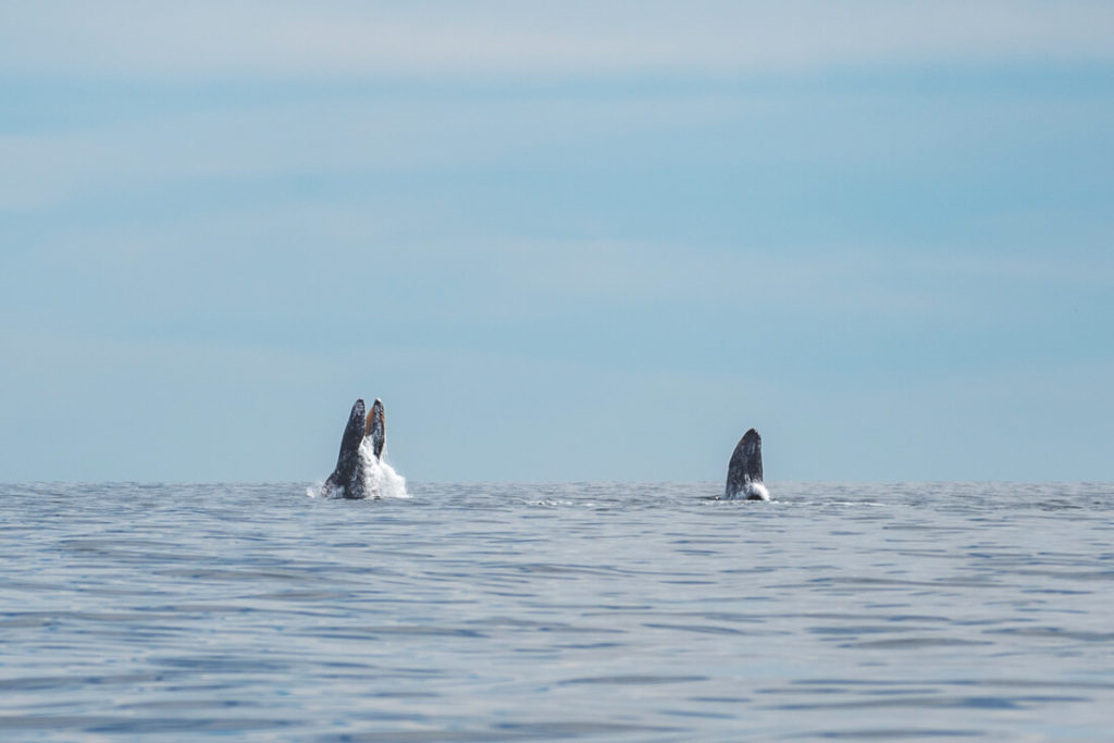 Baja-California-Mexiko-Grauwale-Magdalena-Bay