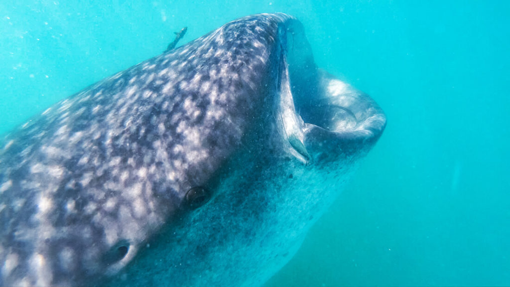 Baja-California-Mexiko-La-Paz-Walhai