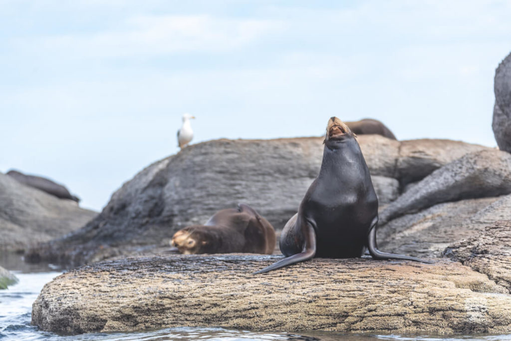 Baja-California-Mexiko-Loreto-Tabor-Seeloewen