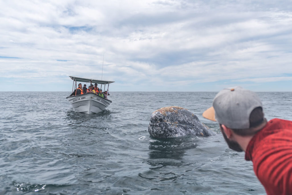 Baja-California-Mexiko-Magdalena-Bay-Grauwal-1