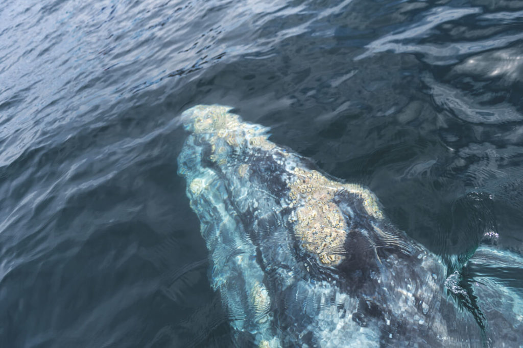 Baja-California-Mexiko-Whale-Watching-Grauwale-Magdalena-Bay