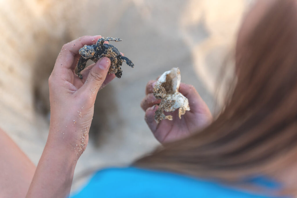 Baja-California-Schildkroeten-Tortugueros-Las-Playitas-1