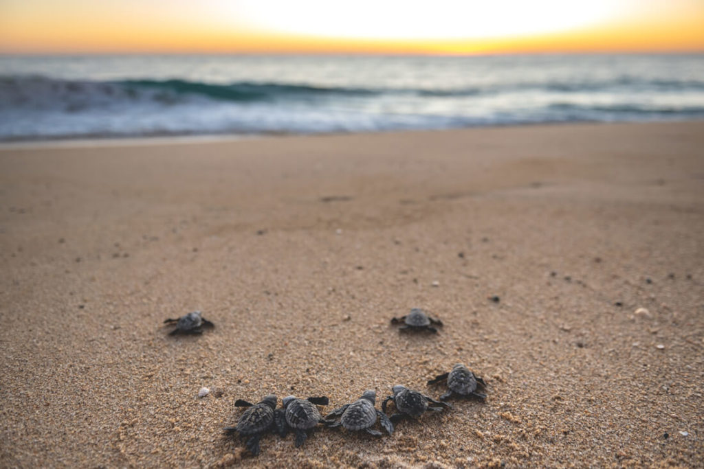 Baja-California-Schildkroeten-Tortugueros-Las-Playitas-2