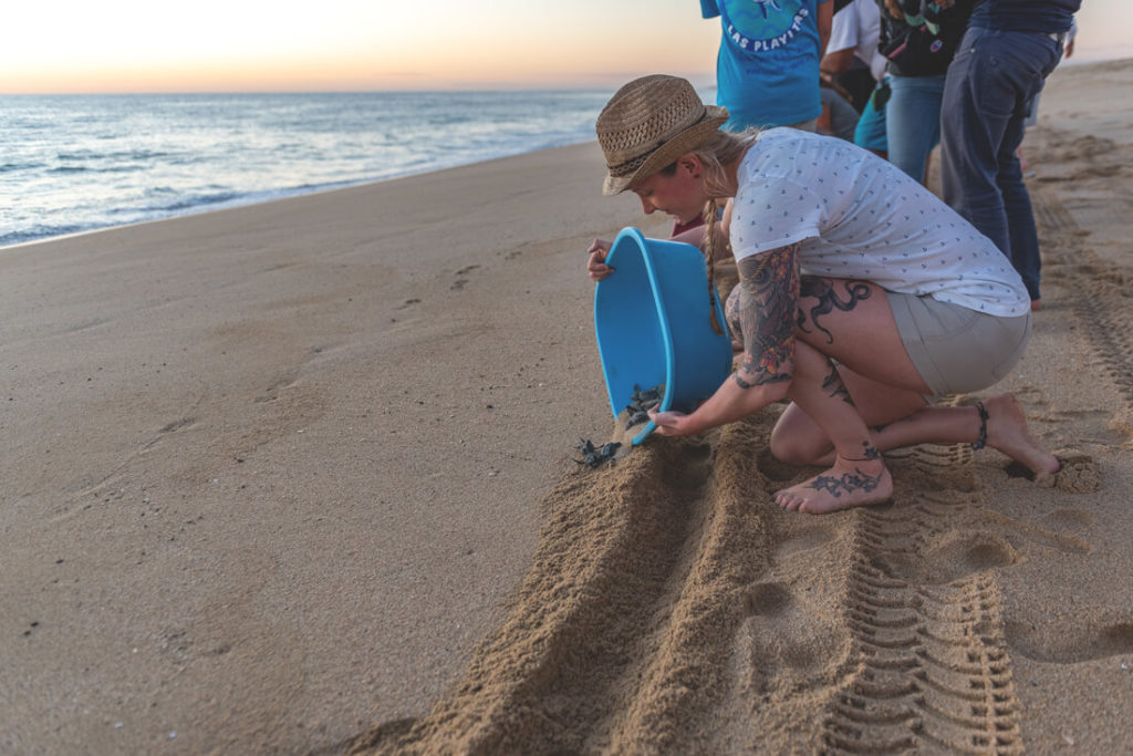 Baja-California-Schildkroeten-Tortugueros-Las-Playitas-3