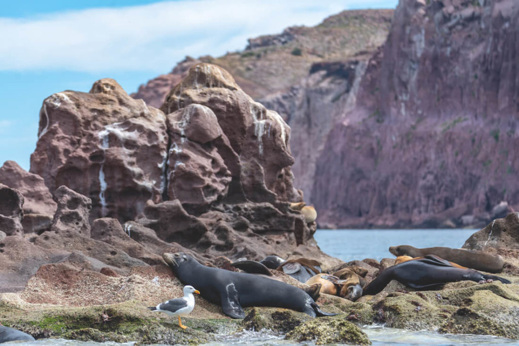 Baja-California-Seeloewe-La-Paz-Espiritu-Santo-1