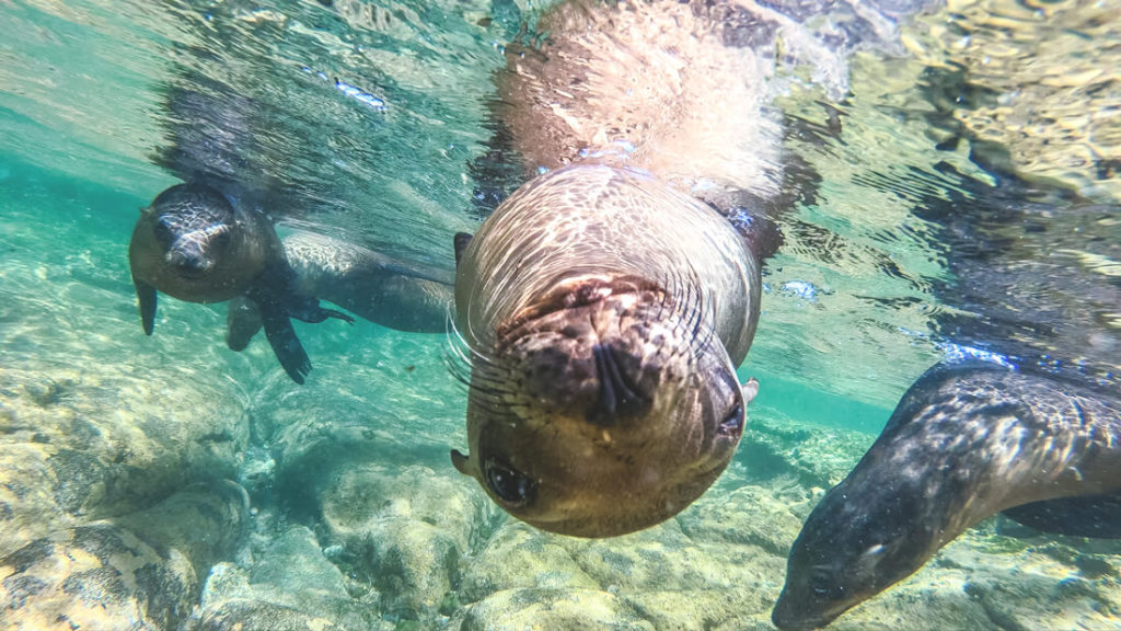 Baja-California-Seeloewe-La-Paz-Espiritu-Santo-2