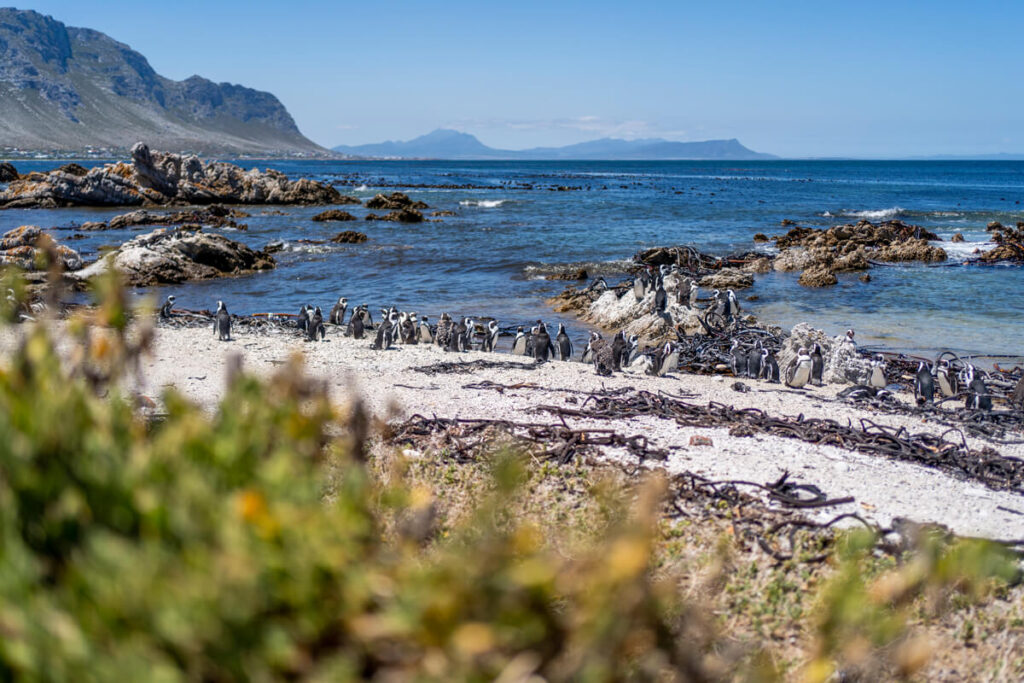 Bettys Bay Penguins